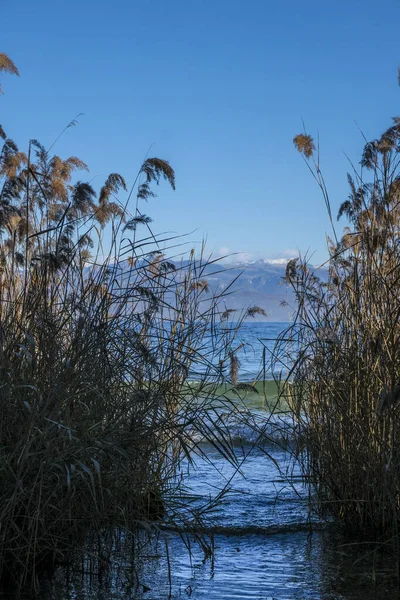 Buluh Dan Papirus Danau Garda Foto Berkualitas Tinggi — Stok Foto