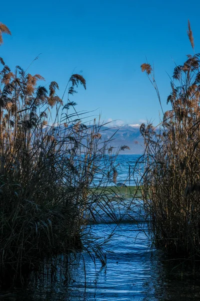 Buluh Dan Papirus Danau Garda Foto Berkualitas Tinggi — Stok Foto
