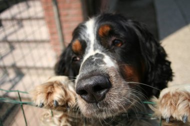 Siyah turuncu ve beyaz spanyel köpek portresi. Yüksek kalite fotoğraf