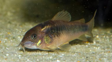 Güzel vahşi Corydoras Corydoras akvaryumda bronz aeneus tatlı su balığı. Yüksek kalite fotoğraf