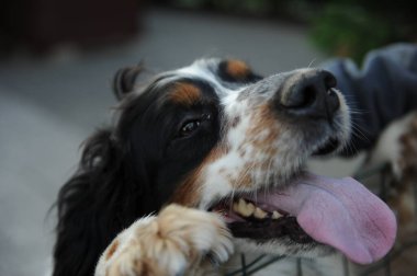 Siyah turuncu ve beyaz spanyel köpek portresi. Yüksek kalite fotoğraf