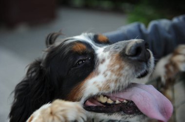 Siyah turuncu ve beyaz spanyel köpek portresi. Yüksek kalite fotoğraf