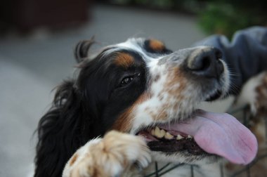 Siyah turuncu ve beyaz spanyel köpek portresi. Yüksek kalite fotoğraf