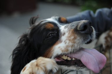 Siyah turuncu ve beyaz spanyel köpek portresi. Yüksek kalite fotoğraf