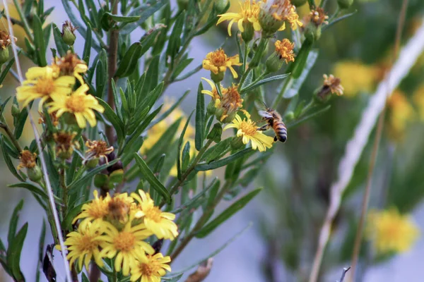 Bienen Sammeln Nektar Auf Gelben Blüten Hochwertiges Foto — Stockfoto