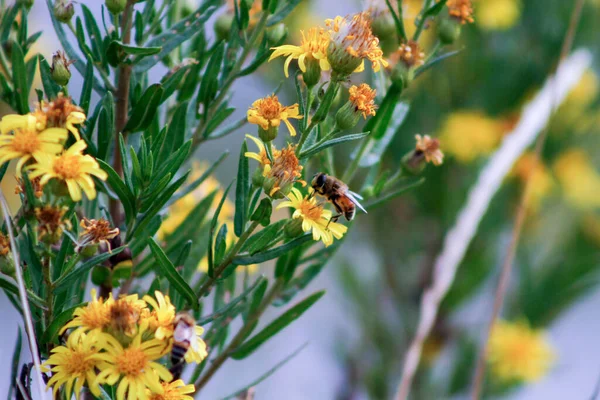 Bienen Sammeln Nektar Auf Gelben Blüten Hochwertiges Foto — Stockfoto