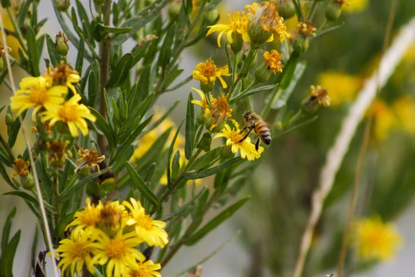 Bienen Sammeln Nektar Auf Gelben Blüten Hochwertiges Foto — Stockfoto