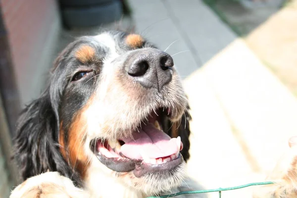 Portrait Black Orange White Springer Spaniel Dog High Quality Photo — Stock Photo, Image