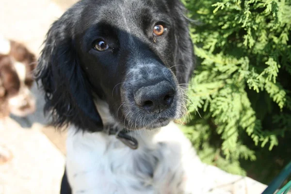 Portrait Black White Springer Spaniel Dog High Quality Photo — Stock Photo, Image