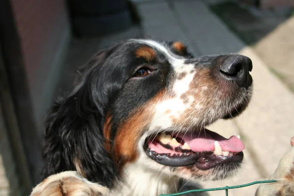 黑色橙色和白色斯普林格猎犬的肖像 高质量的照片 — 图库照片