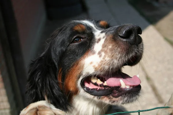 Ritratto Del Cane Springer Spaniel Nero Arancio Bianco Foto Alta — Foto Stock