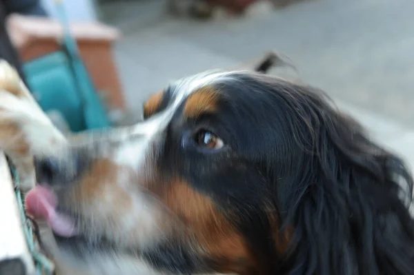 Porträtt Svart Orange Och Vit Springspaniel Hund Högkvalitativt Foto — Stockfoto