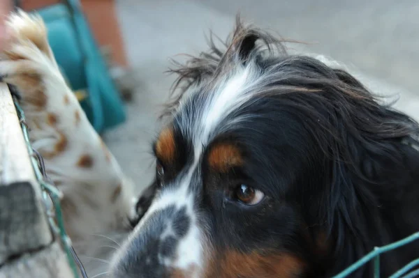 Ritratto Del Cane Springer Spaniel Nero Arancio Bianco Foto Alta — Foto Stock