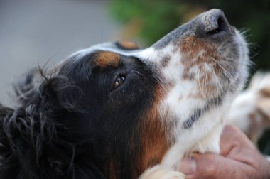 Siyah turuncu ve beyaz spanyel köpek portresi. Yüksek kalite fotoğraf
