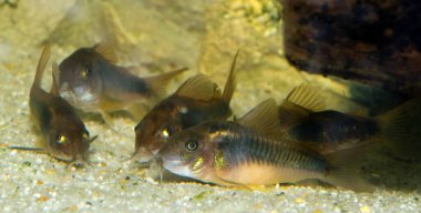 Güzel vahşi Corydoras Corydoras akvaryumda bronz aeneus tatlı su balığı. Yüksek kalite fotoğraf