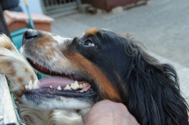 Siyah turuncu ve beyaz spanyel köpek portresi. Yüksek kalite fotoğraf