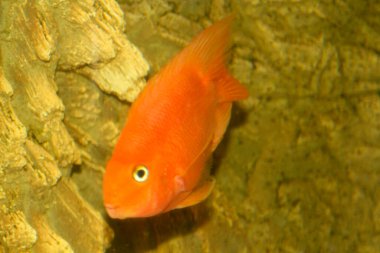 Kırmızı Melez Papağan Cichlid akvaryumda. Yüksek kalite fotoğraf