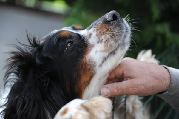 Portrait Black Orange White Springer Spaniel Dog High Quality Photo — Stock Photo, Image