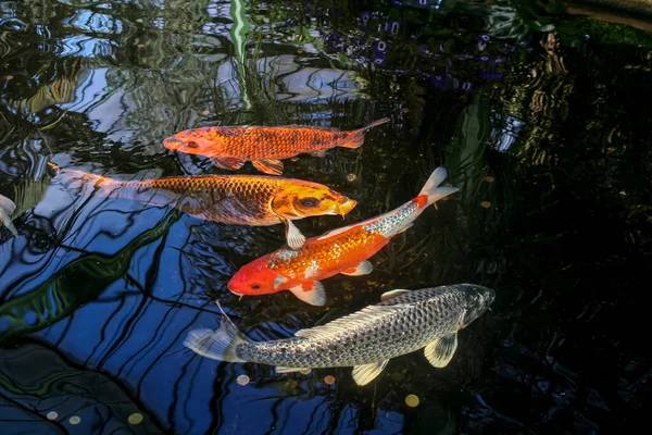 在日本风格的室外湖中 一群美丽的科伊鲤鱼 高质量的照片 — 图库照片