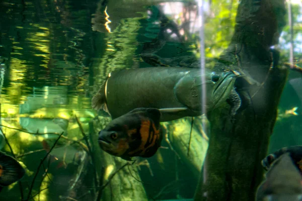 Osteoglossum Bicirrhosum Silver Arowana Aquarium Hochwertiges Foto — Stockfoto