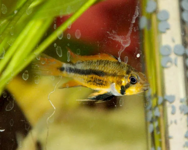 Apistogramma Cacatuoides Narancs Akváriumban Kiváló Minőségű Fénykép — Stock Fotó