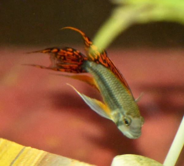 Apistogramma Cacatuoides Orange Aquarium High Quality Photo — Stock Photo, Image