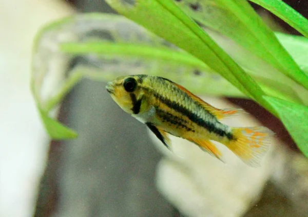 Apistogramma Cacatuoides Narancs Akváriumban Kiváló Minőségű Fénykép — Stock Fotó