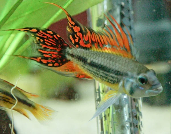 Apistogramma Cacatuoides Narancs Akváriumban Kiváló Minőségű Fénykép — Stock Fotó