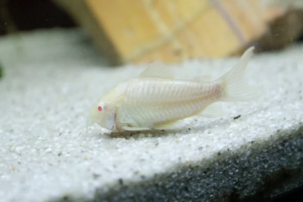 Güzel Albino Corydoras Corydoras Akvaryumda Bronz Aeneus Tatlı Balığı Yüksek — Stok fotoğraf