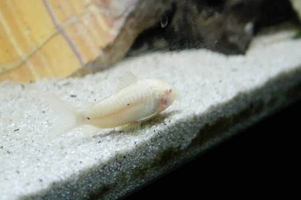 수족관에 아름다운 알비노 코리도 Albino Corydoras 청동에 네우스 물고기 고품질 — 스톡 사진
