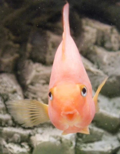 Kırmızı Melez Papağan Cichlid akvaryumda. Yüksek kalite fotoğraf