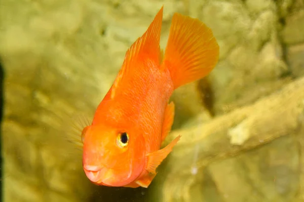 Rode Hybride Papegaai Cichlide Aquarium Hoge Kwaliteit Foto — Stockfoto