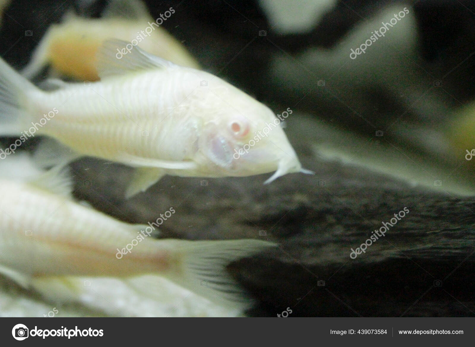 Monster Albino Catfish