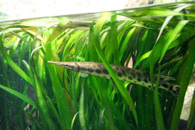 Atractosteus spatula timsah gar balığı akvaryumda. Yüksek kalite fotoğraf