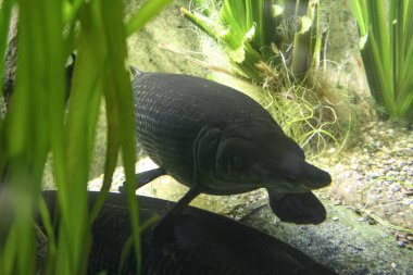 Atractosteus spatula timsah gar balığı akvaryumda. Yüksek kalite fotoğraf