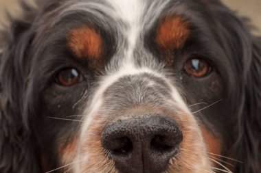Siyah turuncu ve beyaz spanyel köpek portresi. Yüksek kalite fotoğraf