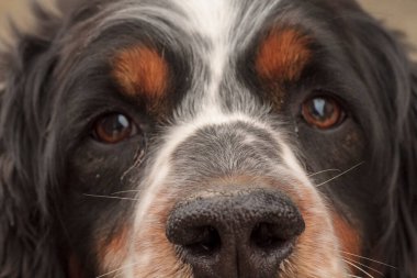 Siyah turuncu ve beyaz spanyel köpek portresi. Yüksek kalite fotoğraf