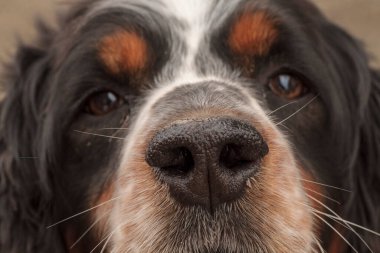 Siyah turuncu ve beyaz spanyel köpek portresi. Yüksek kalite fotoğraf