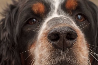 Siyah turuncu ve beyaz spanyel köpek portresi. Yüksek kalite fotoğraf