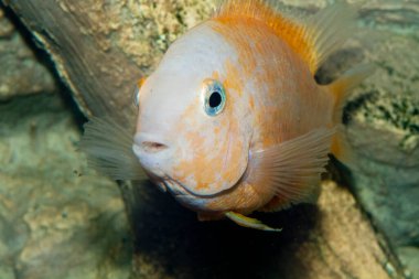 Akvaryumdaki albino Amatitlania nigrofasciata afrika cichlid. Yüksek kalite fotoğraf