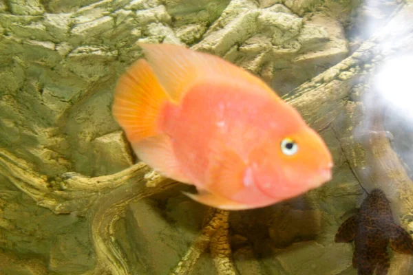 Papagaio Híbrido Vermelho Cichlid Aquário Foto Alta Qualidade — Fotografia de Stock