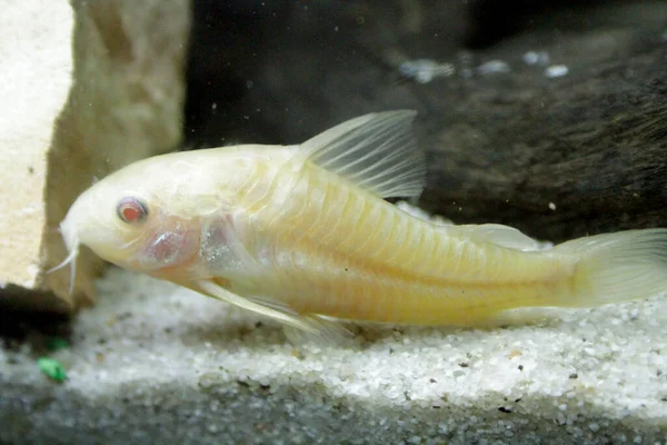 Güzel albino corydoras Corydoras akvaryumda bronz aeneus tatlı su balığı. Yüksek kalite fotoğraf