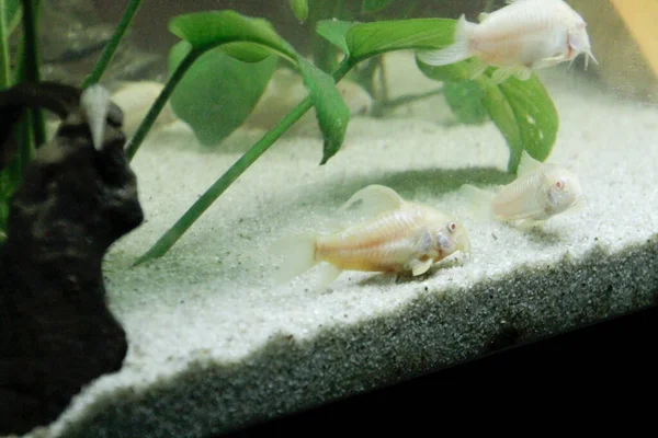 Красивый Альбинос Corydoras Corydoras Бронзовый Aeneus Пресноводных Рыб Аквариуме Высокое — стоковое фото