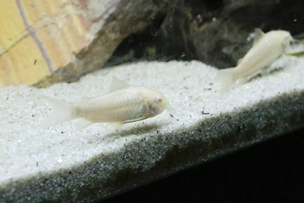 수족관에 아름다운 알비노 코리도 Albino Corydoras 청동에 네우스 물고기 고품질 — 스톡 사진