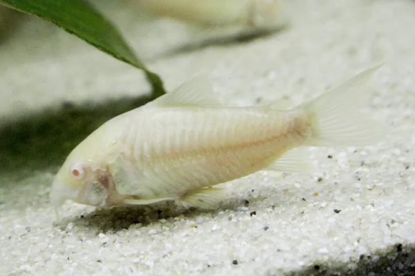 Gyönyörű Albínó Corydoras Corydoras Bronz Aeneus Édesvízi Hal Akváriumban Kiváló — Stock Fotó