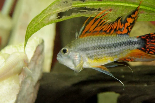 Apistogramma Cacatuoides Orange Aquarium Photo Haute Qualité — Photo