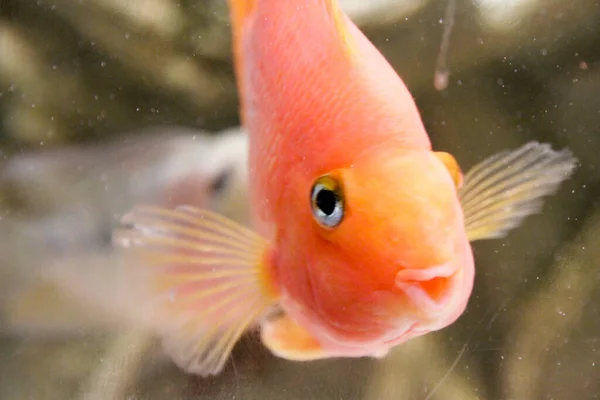 Loro Híbrido Rojo Cichlid Acuario Foto Alta Calidad — Foto de Stock