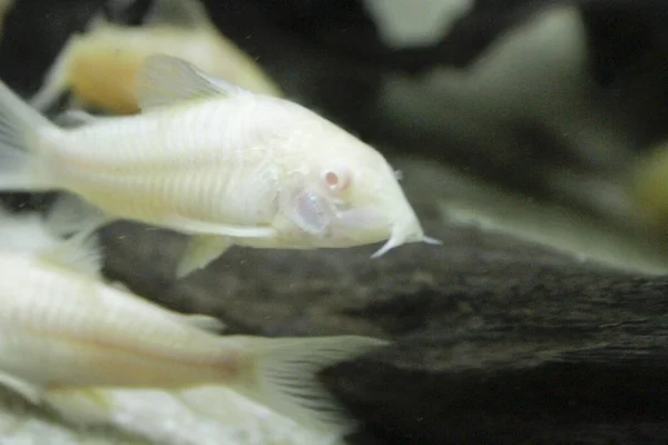 Güzel Albino Corydoras Corydoras Akvaryumda Bronz Aeneus Tatlı Balığı Yüksek — Stok fotoğraf