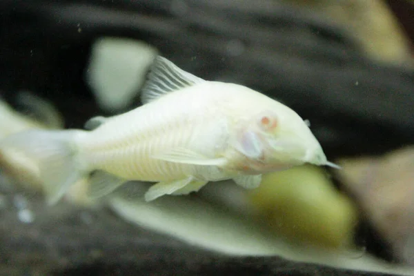 Schöne Albino Corydoras Corydoras Bronze Aeneus Süßwasserfische Aquarium Hochwertiges Foto — Stockfoto