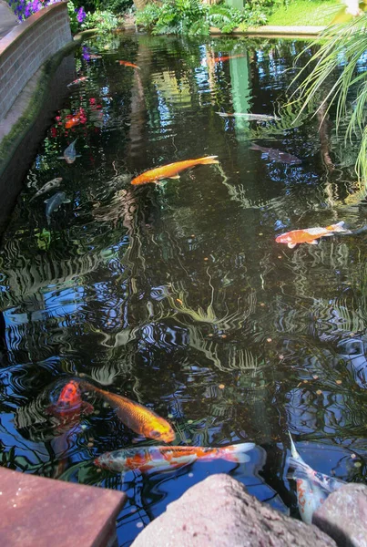 日本スタイルの屋外湖で美しい鯉のグループ 高品質の写真 — ストック写真